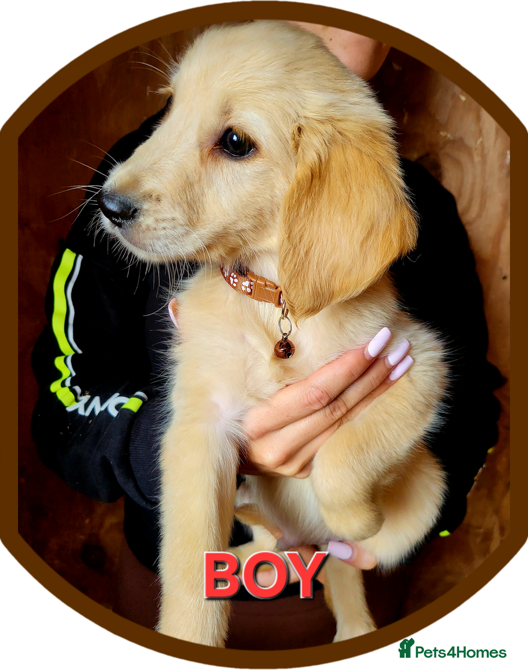 Golden Retriever dogs for sale: Golden retriever puppies KC REGISTERED  - Image 6