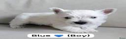 West Highland Terrier dogs for sale: Beautiful West Highland White Terrier (Westies) in Milford Haven - Advert 5