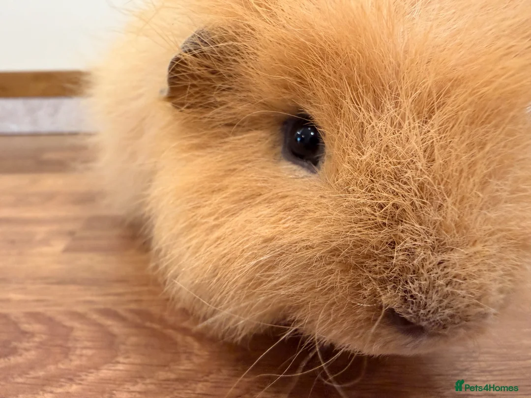 Guinea Pig rodents for sale: Swiss boar - Advert 2