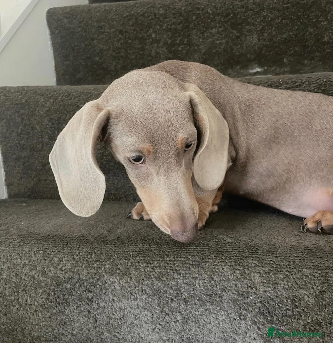 Dachshund dogs for sale: Isabella tan dachshund 3 year old  - Advert 2