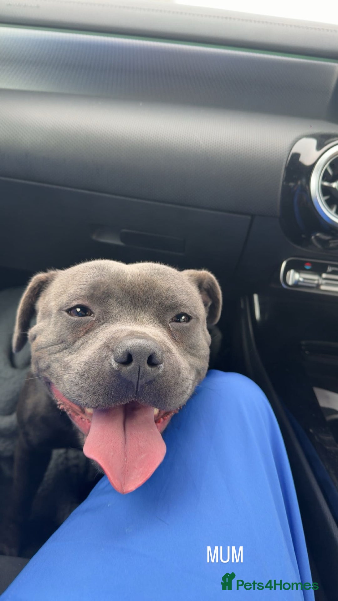 Staffordshire Bull Terrier dogs for sale: CHUNKY BLUE STAFFY PUPS - Advert 10