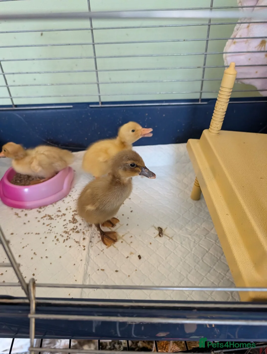 Ducks poultry for sale: Runner Ducklings needing special homes - Advert 5