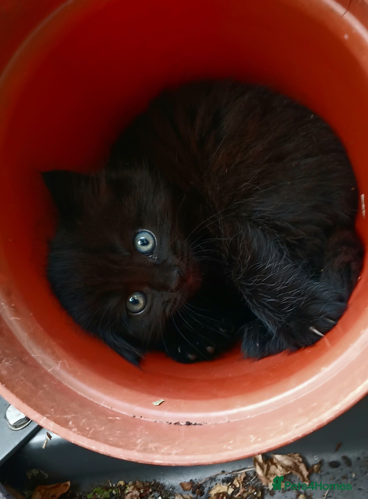 British Shorthair cats 4 super cute fluffy kittens  - Advert 2