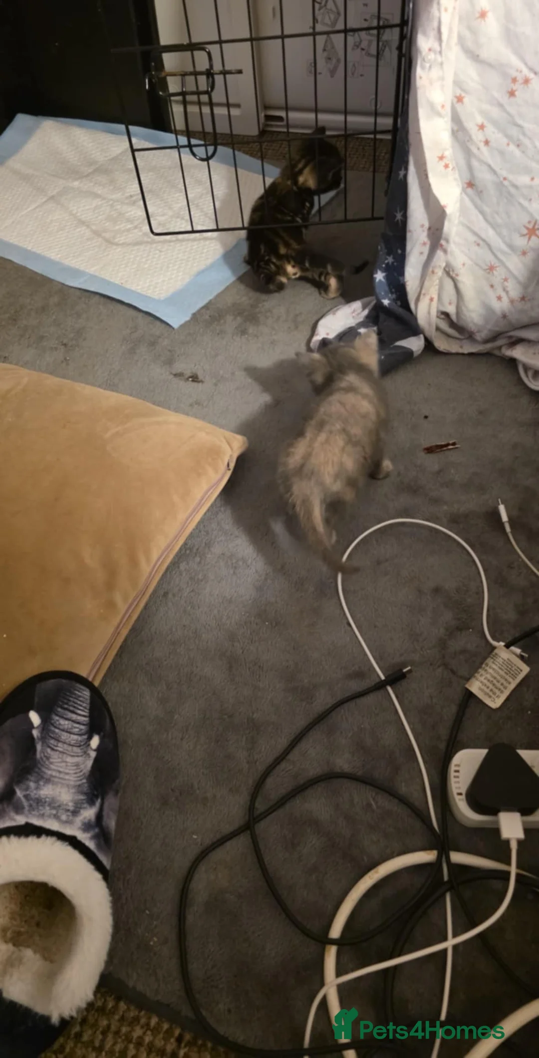 Mixed Breed cats for sale: 6 half maincoons - Advert 7