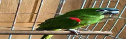 Macaws birds for sale: A pair of Hahns macaw in Basildon - Advert 1