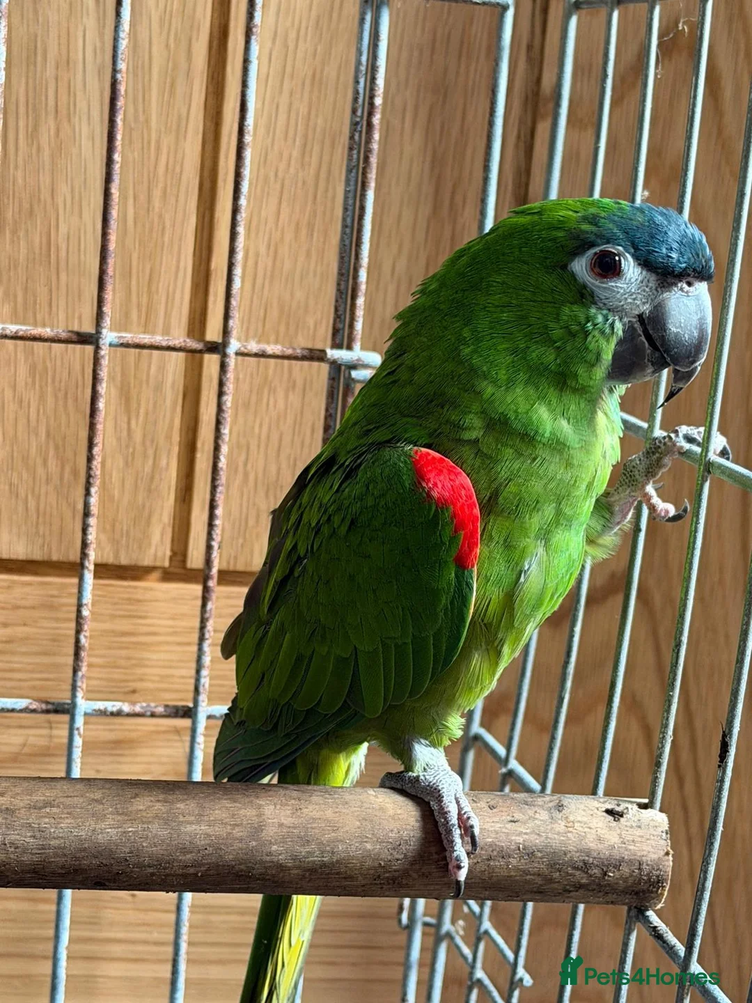 Macaws birds for sale: A pair of Hahns macaw in Basildon - Advert 1