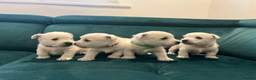 West Highland Terrier dogs for sale: ⭐️Show Quality Puppies⭐️  - Advert 6