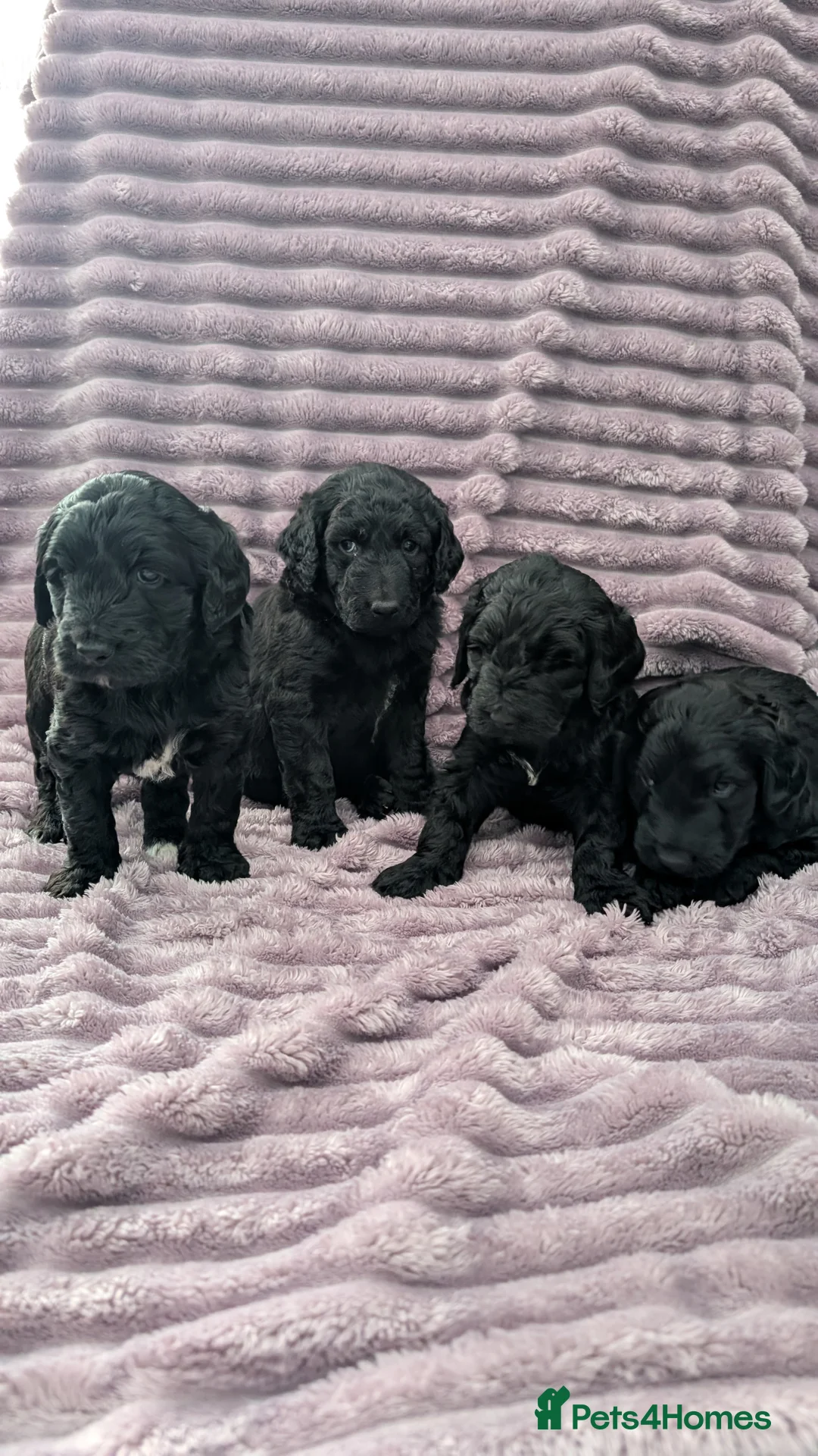 Labradoodle dogs for sale: 🐾 Labradoodle Puppies 🐾 - Advert 23