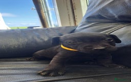 Patterdale Terrier dogs for sale: Stunning Patterdale pups  - Image 5