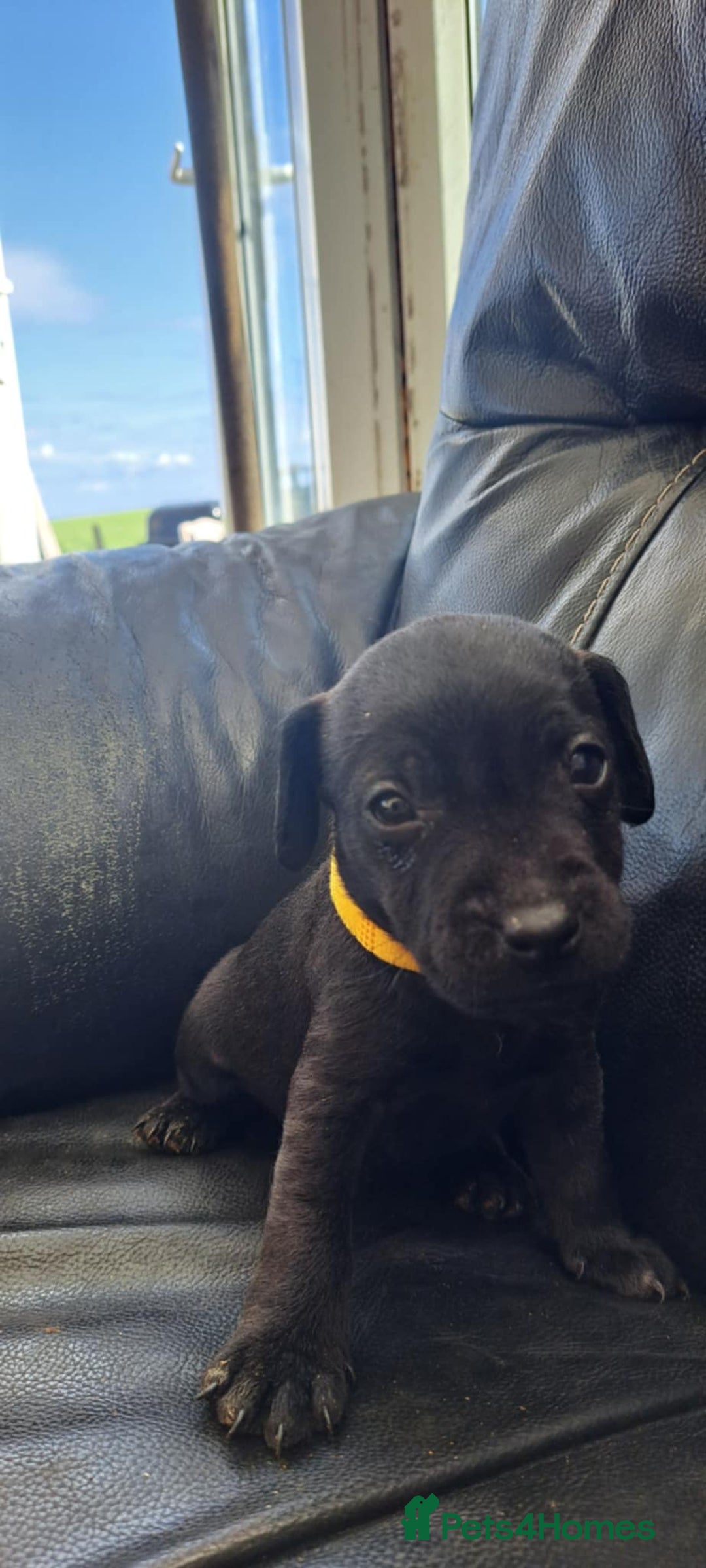 Patterdale Terrier dogs for sale: Stunning Patterdale pups  - Image 5