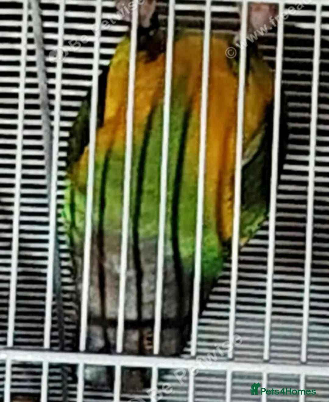 Parrots birds for sale: Tame 3 & Half Year Senegal Parrot For New Home, - Advert 7