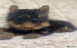 Yorkshire Terrier dogs for sale: FLUFFY BOY🐶READY! in Sheffield - Image 11