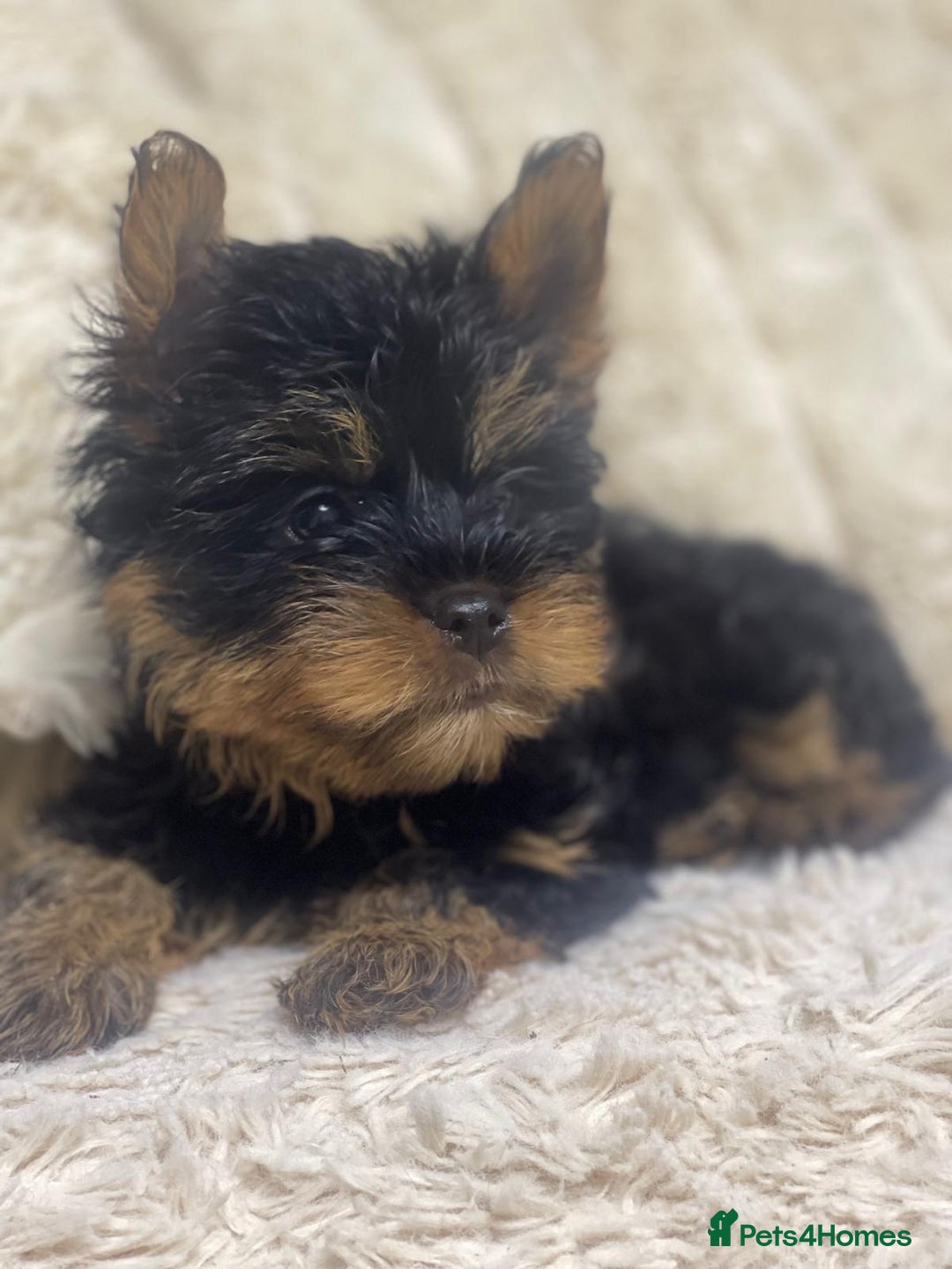 Yorkshire Terrier dogs for sale: FLUFFY BOY🐶READY! in Sheffield - Image 11