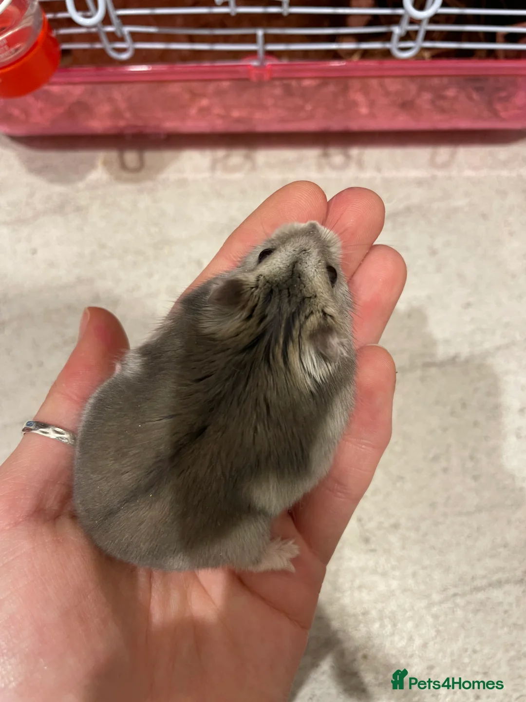 Hamster rodents for sale: Russian Dwarf Hamster for sale - Advert 3