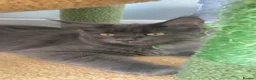 Maine Coon cats for sale: 📢Last GIRL - Maine CoonXRagdoll Kittens - Advert 3