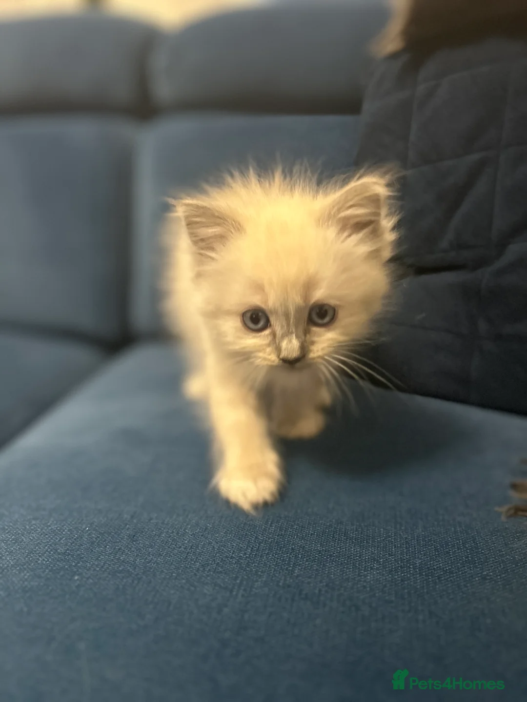 Neva Masquerade cats for sale: 4 Gorgeous 8 week old neva masquerade kittens - Advert 6