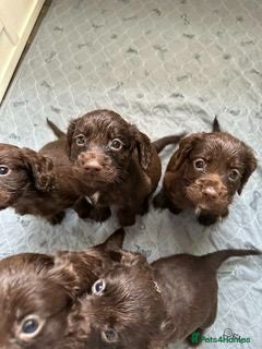 Cocker Spaniel dogs 5 Bundles of fun - Advert 2