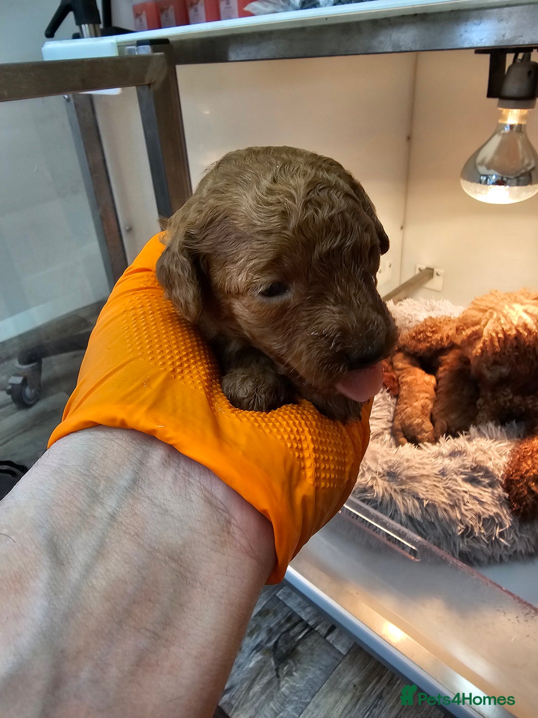 Miniature Poodle dogs for sale: Red poodle minatures - Image 4