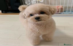 Toy Poodle dogs for sale: Cute Apricot Toy Poodle looking for a new home  - Image 7