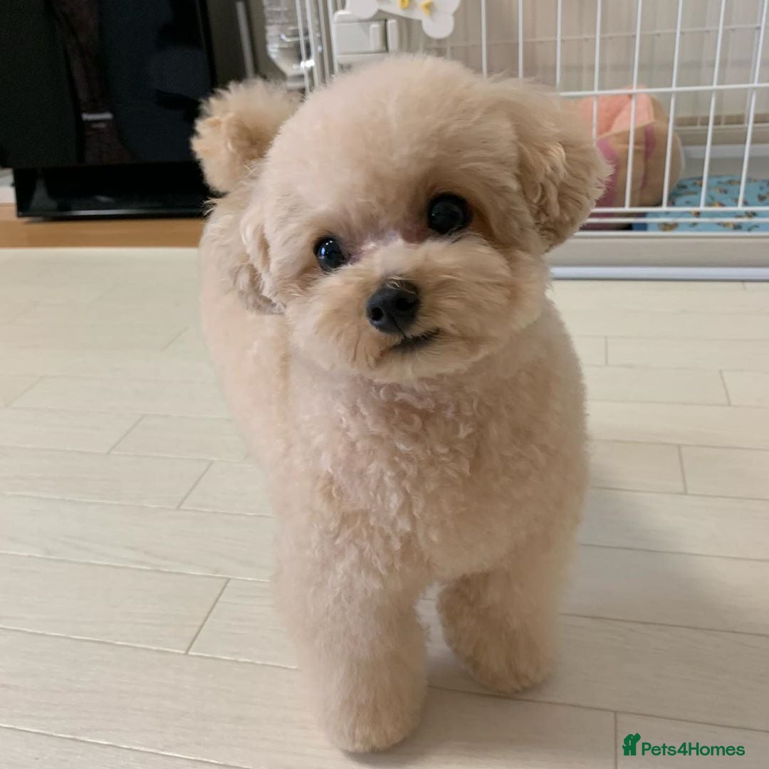Toy Poodle dogs for sale: Cute Apricot Toy Poodle looking for a new home  - Image 7
