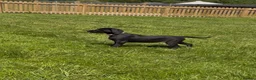 Mixed Breed dogs for sale: 1/8 LABMARANER PUPS READY FROM 2ND MAY  - Advert 6