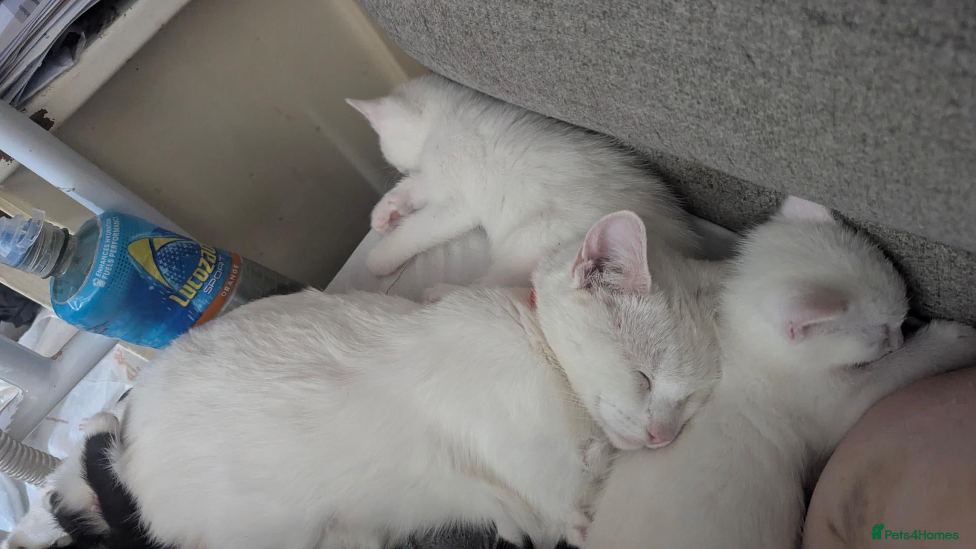 British Shorthair cats for sale: Five beautiful kittens looking for forever homes - Advert 13