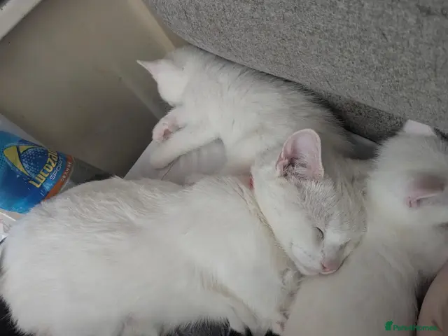 British Shorthair cats for sale: Five beautiful kittens looking for forever homes - Advert 13