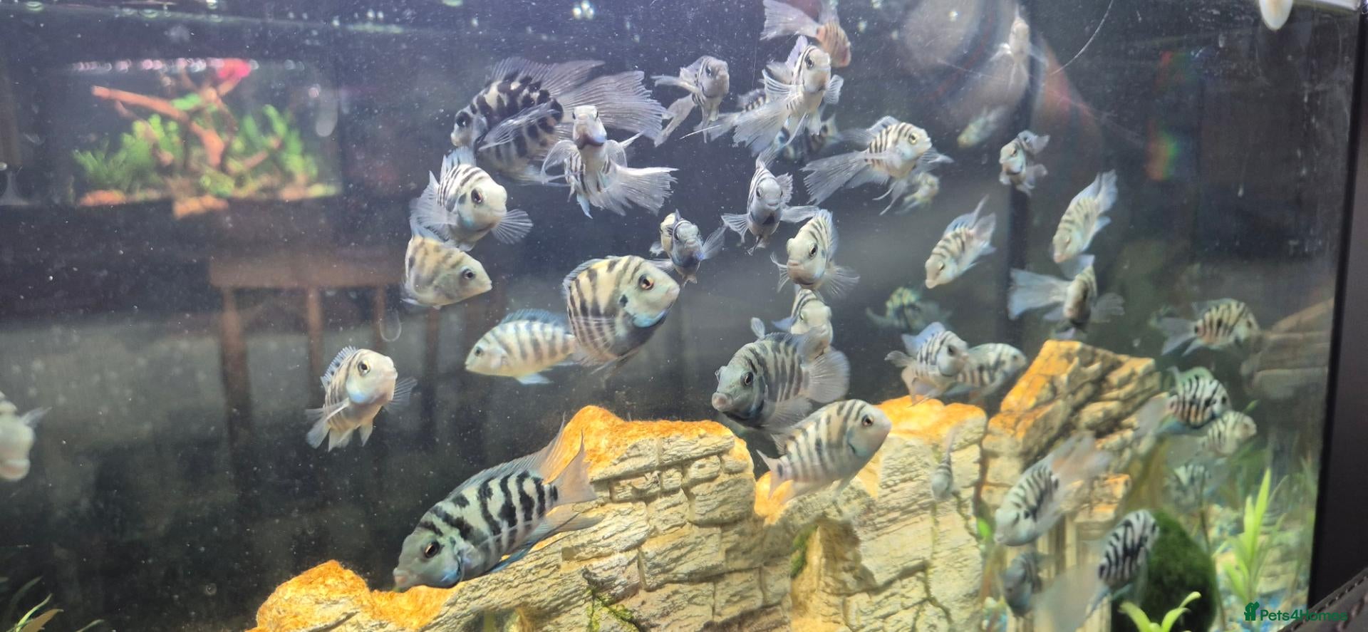 Cichlids fish Polar blue parrots - Advert 11