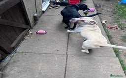 Mixed Breed dogs for sale: Rocky - Image 4