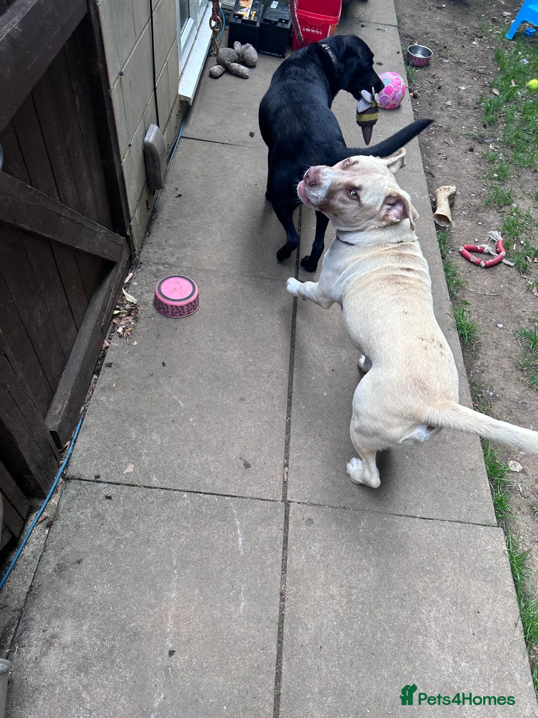 Mixed Breed dogs for sale: Rocky - Image 4