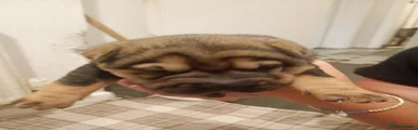 Shar Pei 6