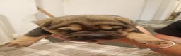 Shar Pei dogs for sale: Shar pei puppies in Swansea - Advert 2