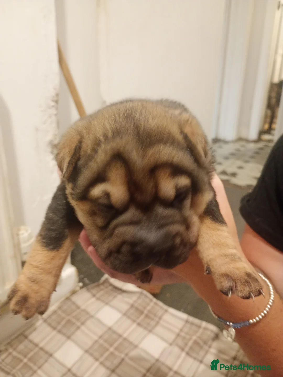 Shar Pei dogs for sale: Shar pei puppies in Swansea - Advert 2