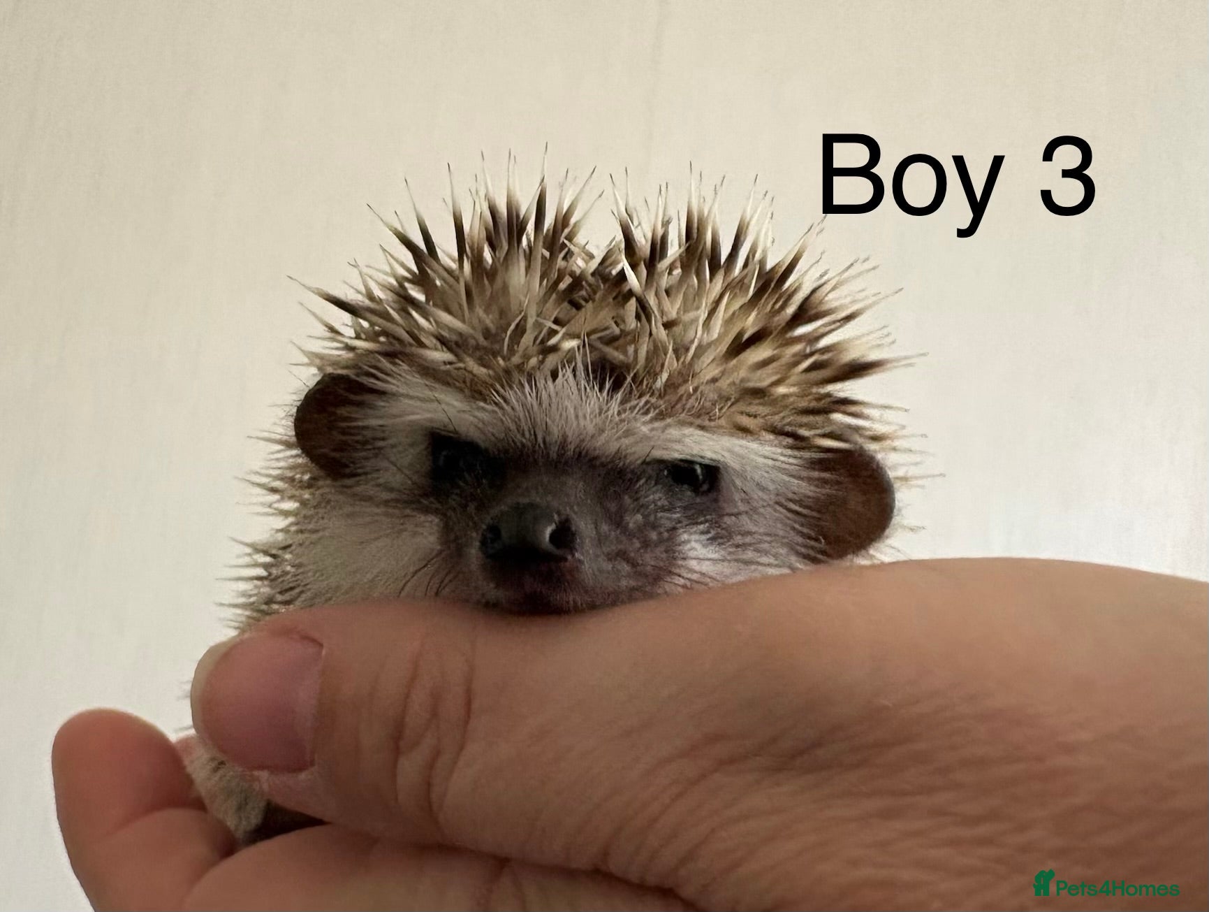 Pygmy Hedgehog rodents Baby Pygmy hedgehogs for sale  - Advert 7