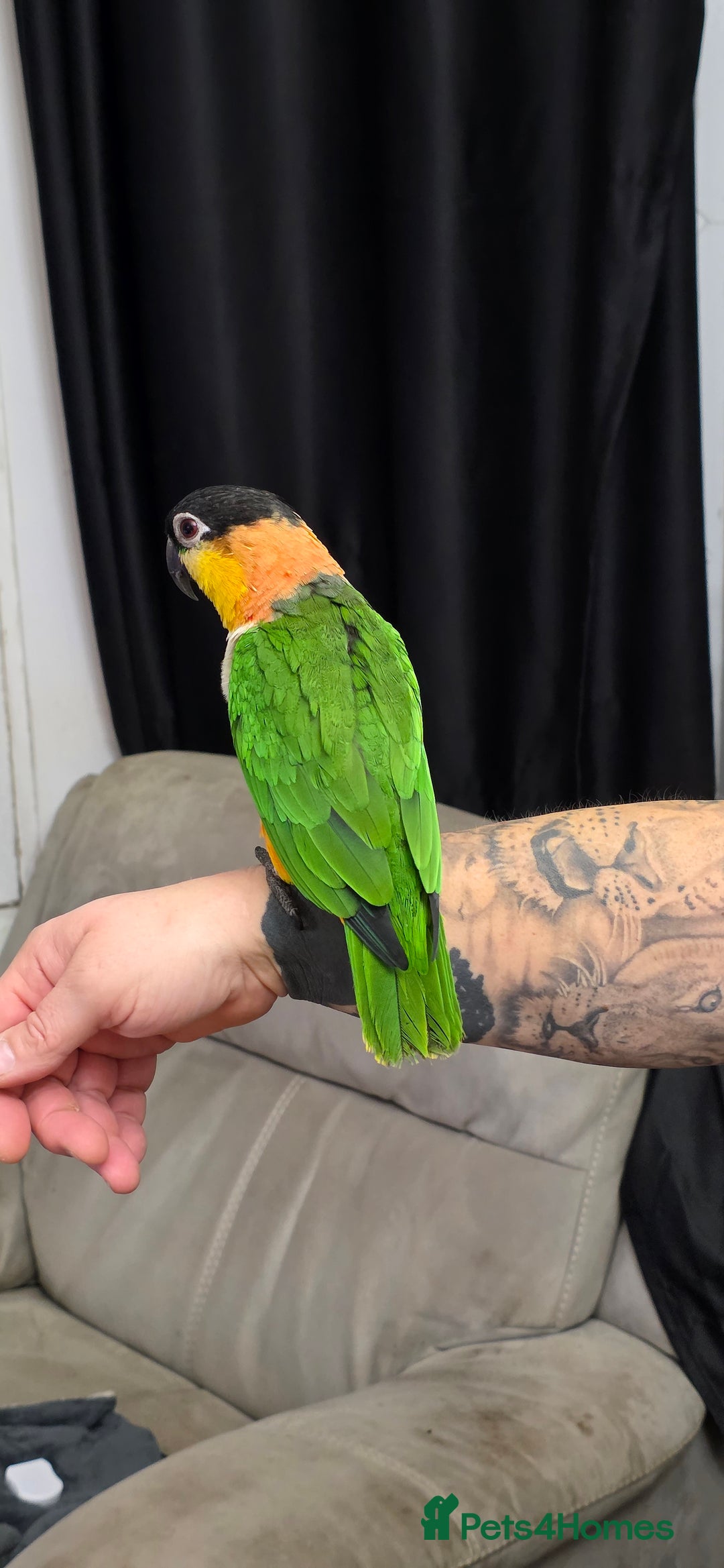 Parrots birds for sale: Black headed caique - Advert 4