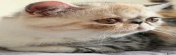 Exotic cats for sale: Gorgeous GCCF reg. kittens from Champions parents  - Advert 10