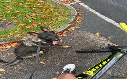 German Shepherd dogs for sale: Female German Shepherd - working line - Advert 3