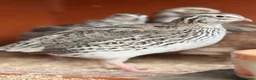 Quail poultry for sale: 17 Mixed Colour Coturnix Quail Hens and Roos - Advert 11