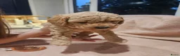 Cavapoo dogs for sale: Litter of 6 cavapoos - Advert 19