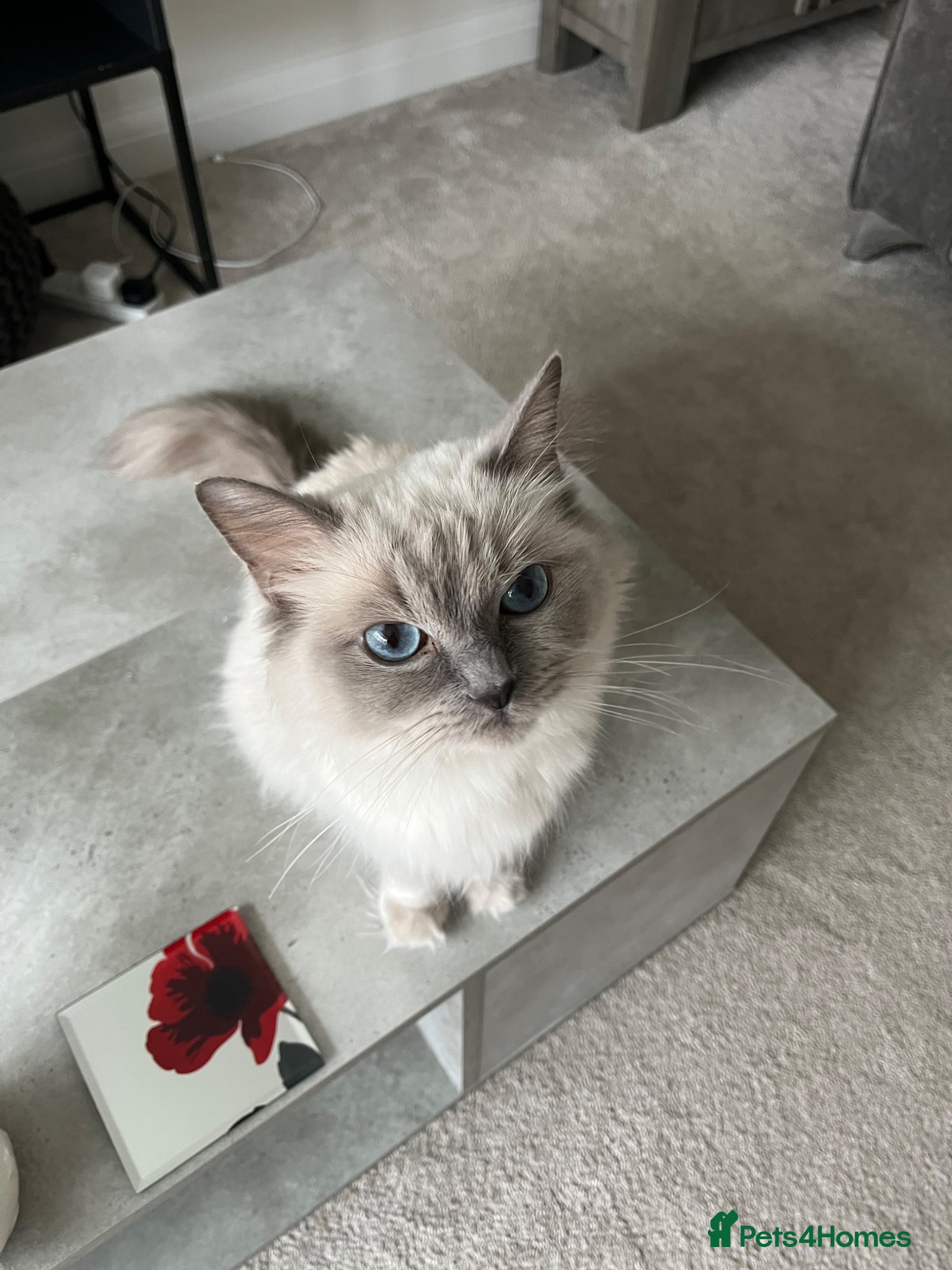 Ragcoon cats 3 Gorgeous Ragcoons - Advert 5