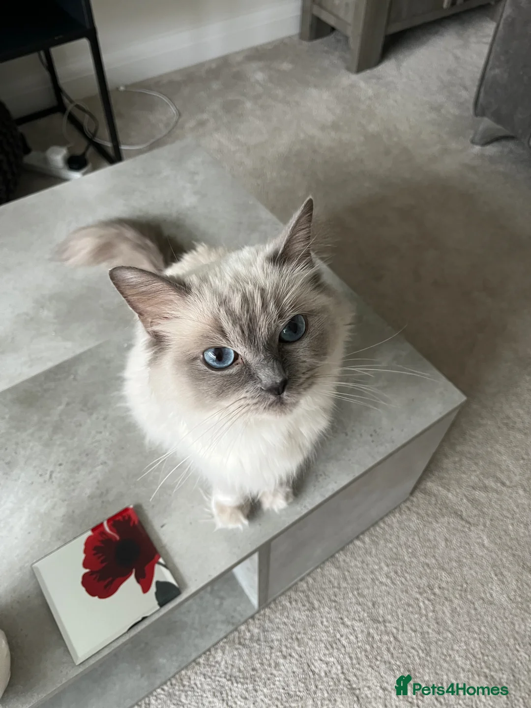 Ragcoon cats for sale: 3 Gorgeous Ragcoons - Advert 1