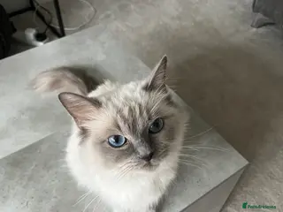 Ragcoon cats 3 Gorgeous Ragcoons - Advert 4