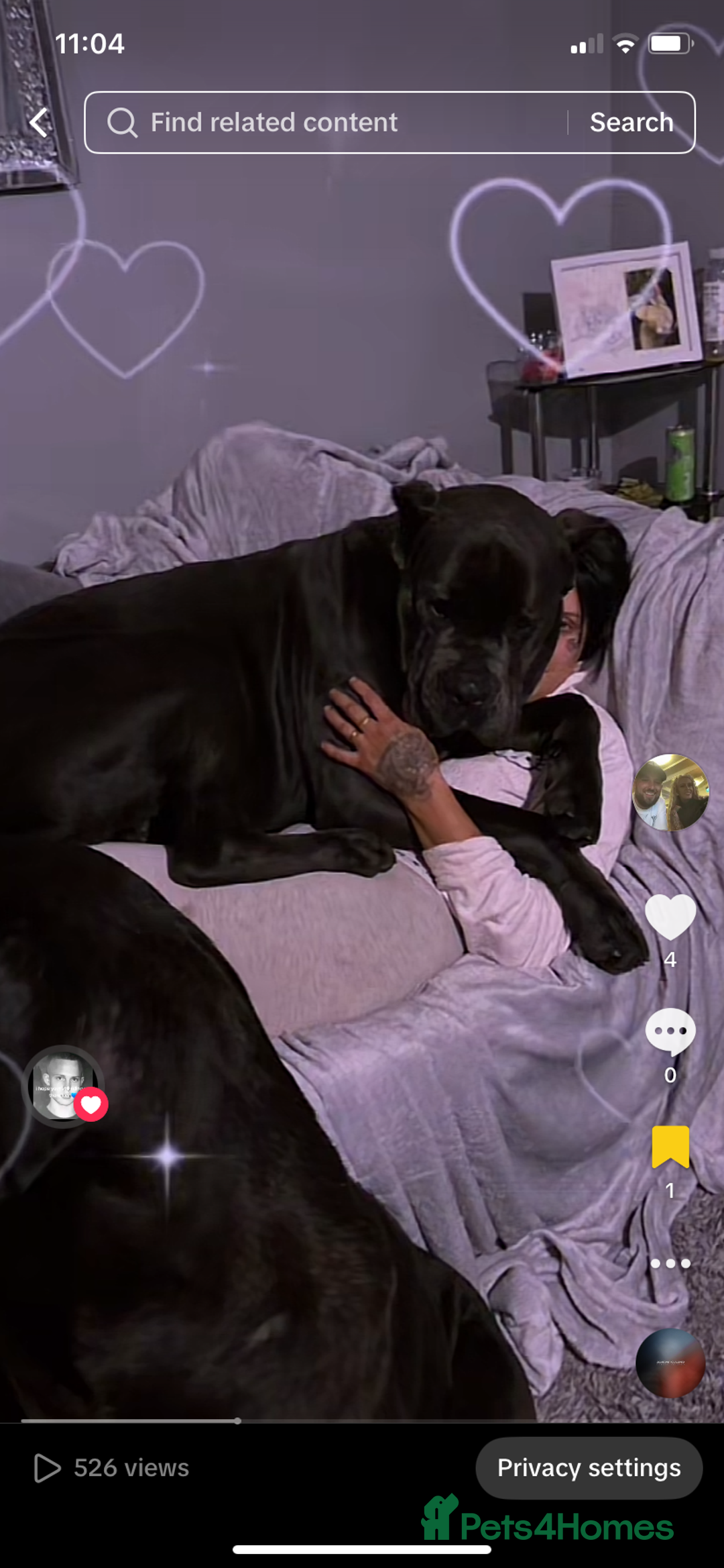 Cane Corso dogs for sale: Beautiful chunky Cane Corso puppies  - Image 9