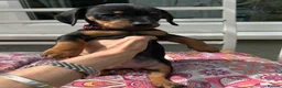 Jackshund dogs for sale: Adorable Dachshund x Jack Russell Puppies  - Advert 20
