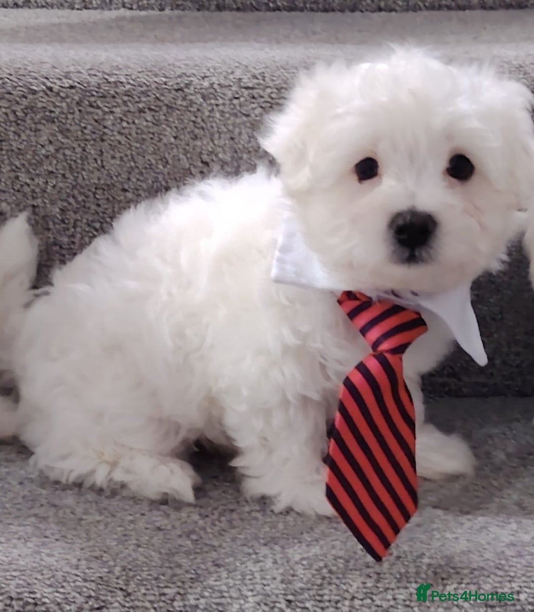 Maltese dogs for sale: Pure Maltese puppies ❤️❤️💙 - Image 13