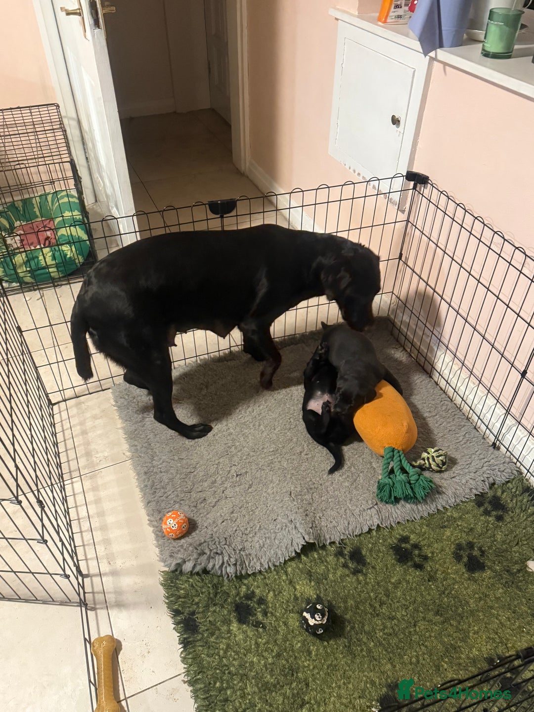 Labrador Retriever dogs for sale: Labeador pups - Advert 6
