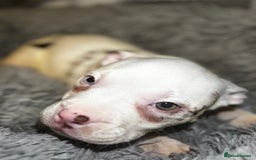 American Bully dogs for sale: perfect puppys - Image 26