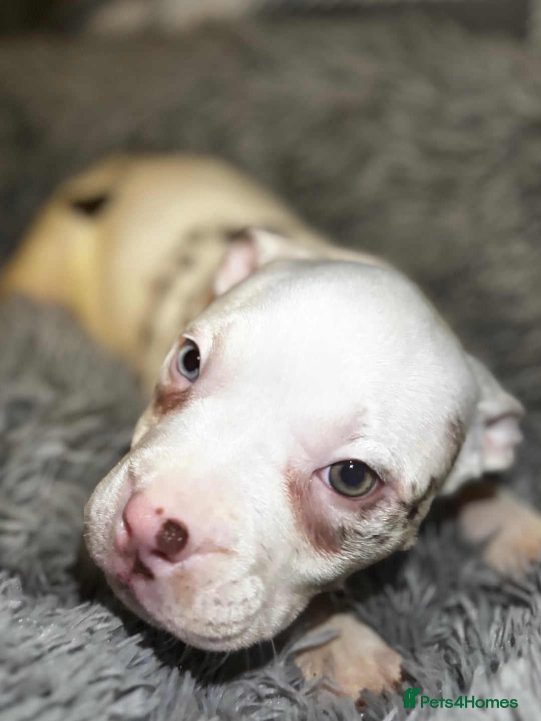 American Bully dogs for sale: perfect puppys - Image 26