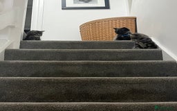 Mixed Breed cats for sale: 1 handsome boy for sale - Image 4