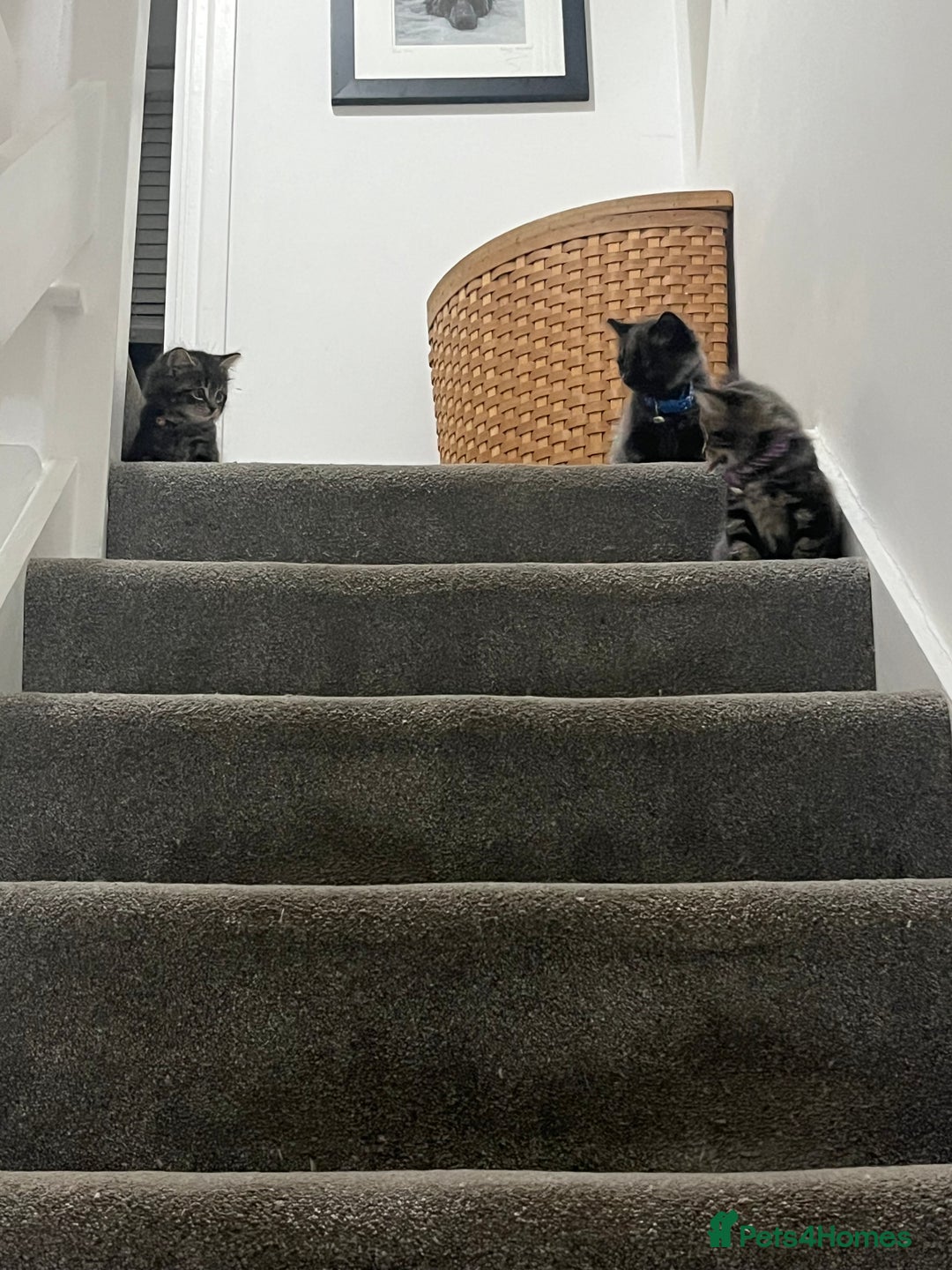 Mixed Breed cats for sale: 1 handsome boy for sale - Image 4